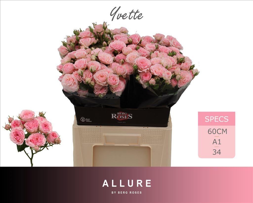 Срезанные цветы оптом Rosa spray yvette от 30шт из Голландии с доставкой по России