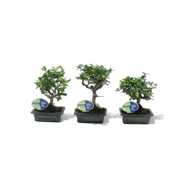 Горшечные цветы и растения оптом Bonsai Carmona Macrophylla, 15cm., Broom, Without от 10шт из Голландии с доставкой по России