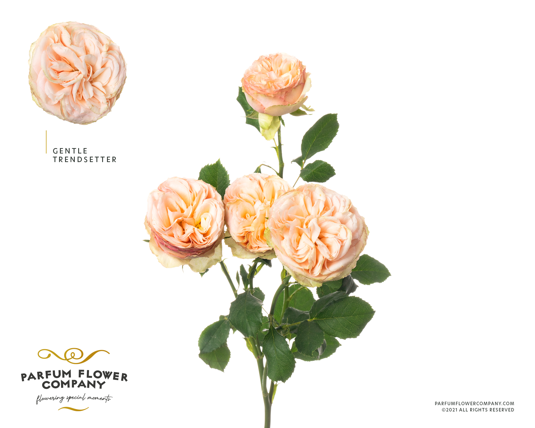 Срезанные цветы оптом Rosa spray gentle trendsetter от 12шт из Голландии с доставкой по России