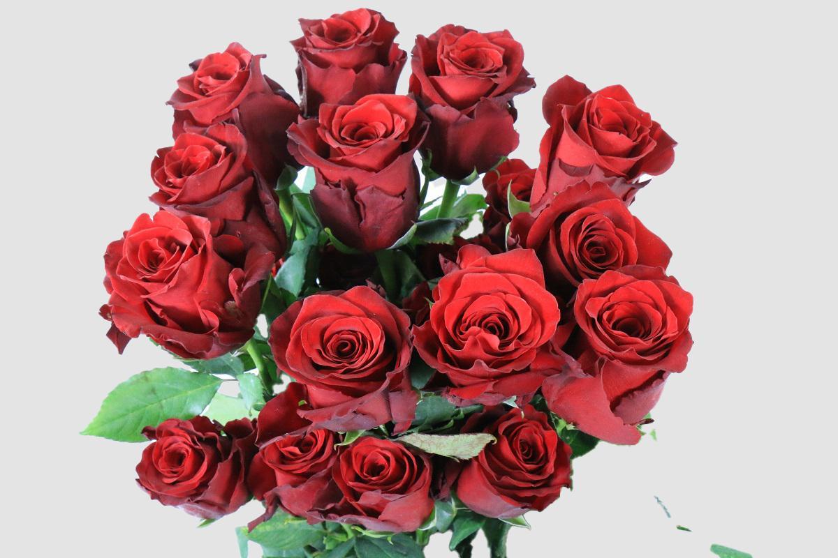 Срезанные цветы оптом Rosa ec explorer от 100шт.. из Голландии с доставкой по России