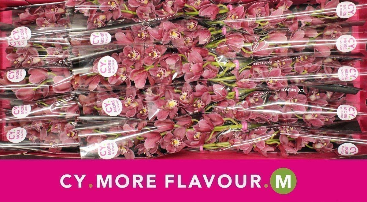 Срезанные цветы оптом Minicymbidium pink perfection от 15шт из Голландии с доставкой по России