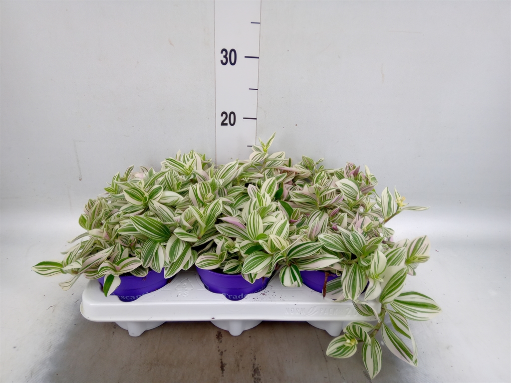Горшечные цветы и растения оптом Tradescantia   ... от 6шт из Голландии с доставкой по России