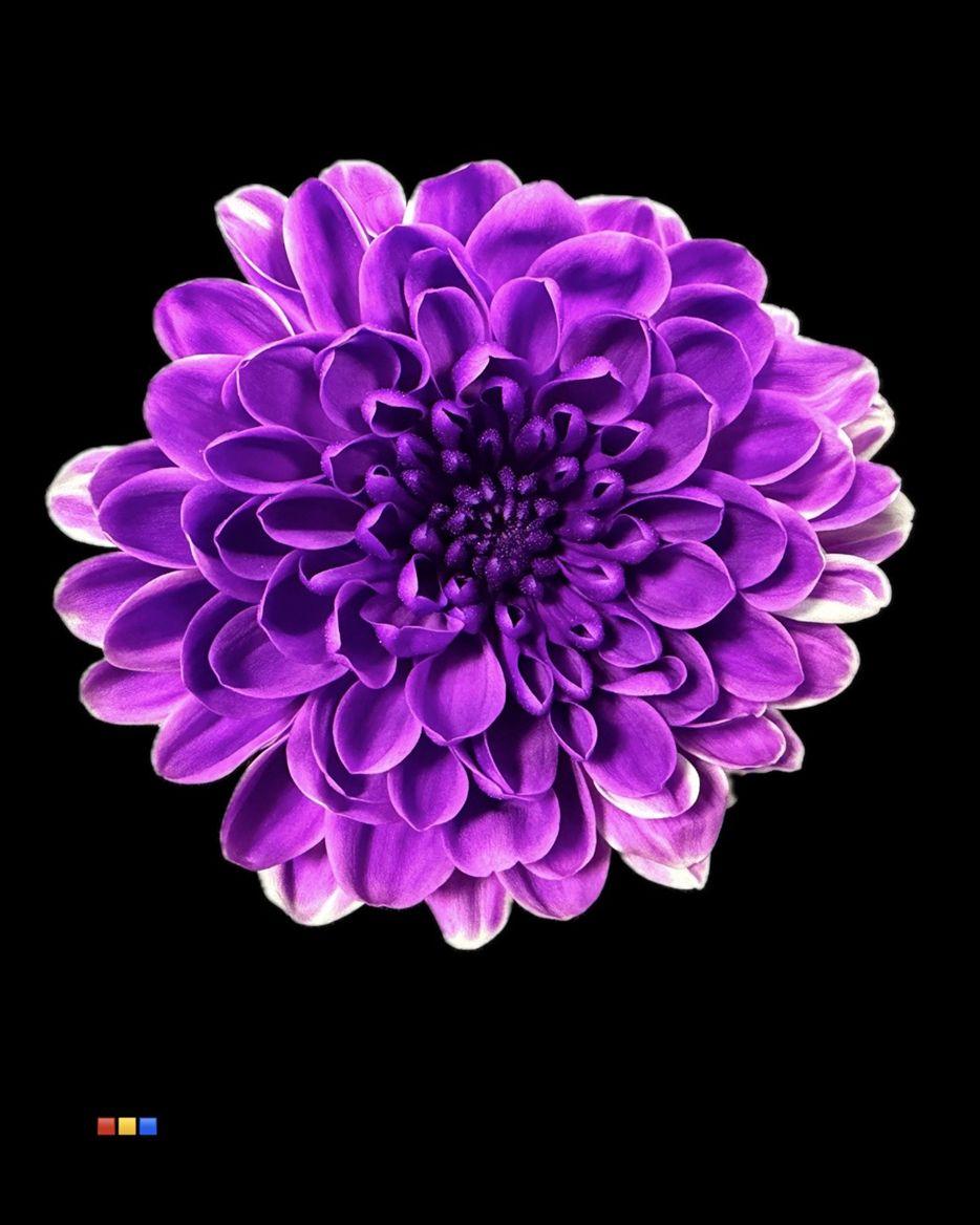 Срезанные цветы оптом Chrys sp paint altaj milka от 40шт из Голландии с доставкой по России