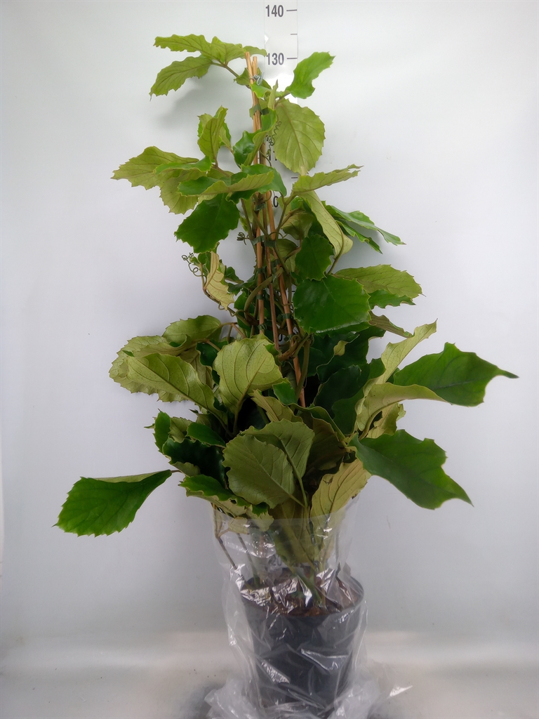 Горшечные цветы и растения оптом Tetrastigma Voinierianum от 1шт из Голландии с доставкой по России