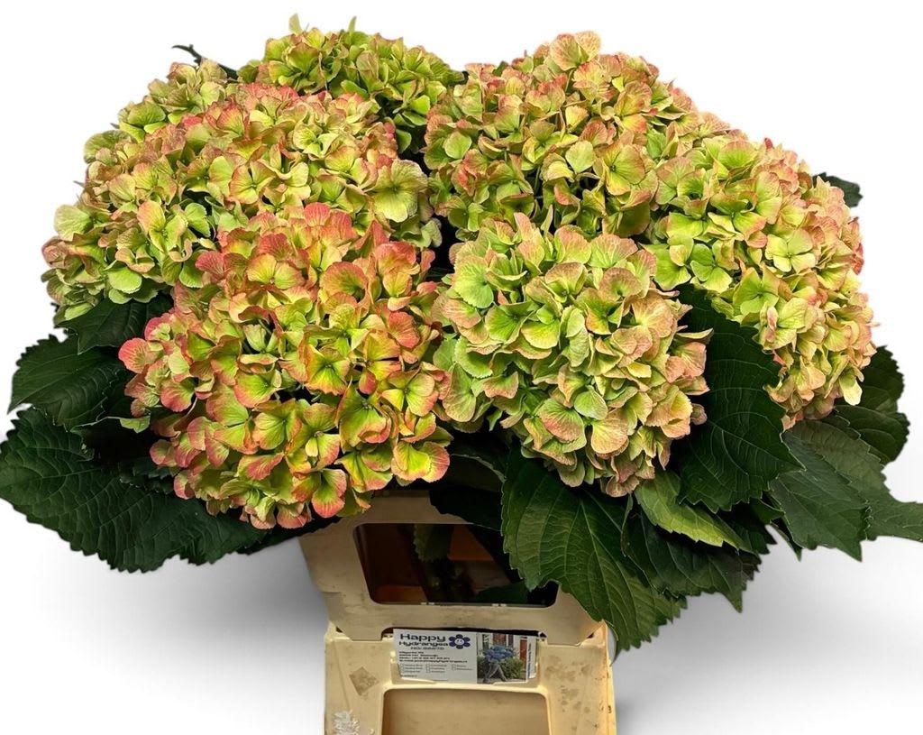 Срезанные цветы оптом Hydrangea schneeball classic от 10шт из Голландии с доставкой по России