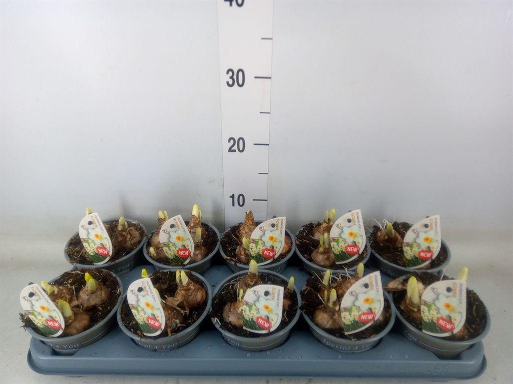 Горшечные цветы и растения оптом Narcissus   ... от 10шт из Голландии с доставкой по России