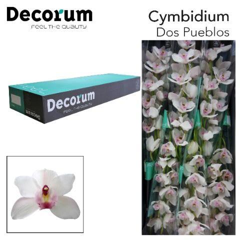 Срезанные цветы оптом Cymbidium white jungfrau dos pueblos от 8шт. из Голландии с доставкой по России