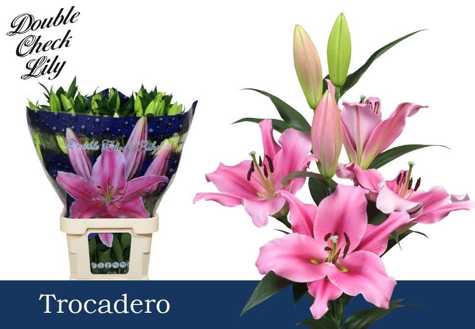 Срезанные цветы оптом Lilium or trocadero от 40шт. из Голландии с доставкой по России