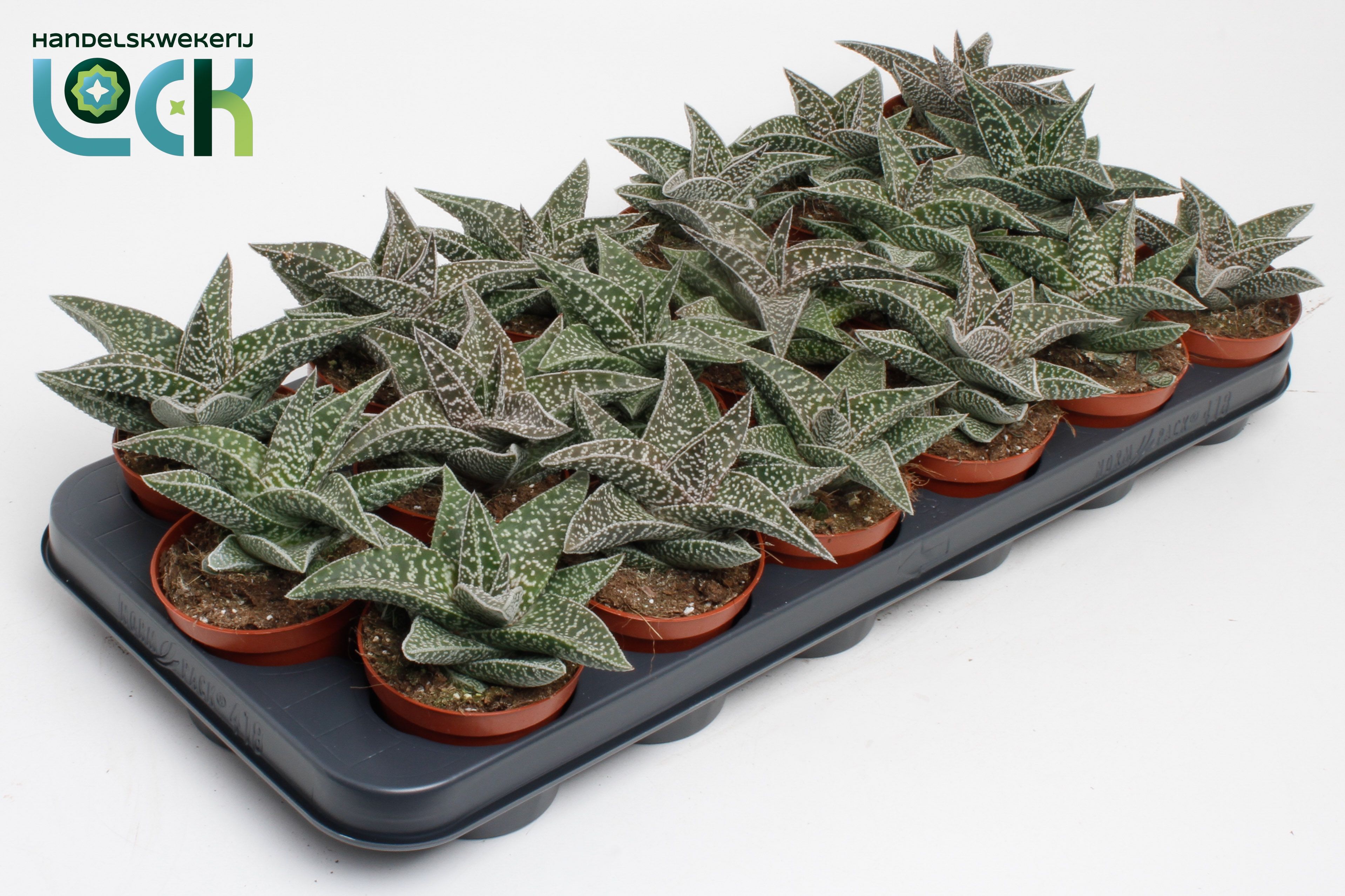 Горшечные цветы и растения оптом Gasteria Aveo от 18шт (для телеги) из Голландии с доставкой по России