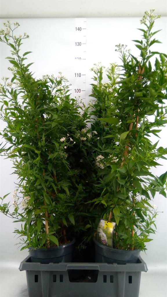 Горшечные цветы и растения оптом Solanum Jasminoides от 4шт из Голландии с доставкой по России