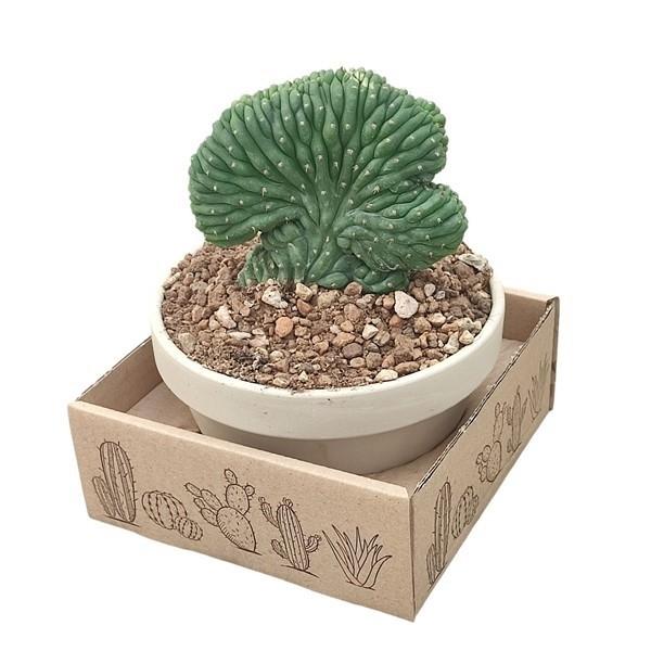 Горшечные цветы и растения оптом Trichocereus Pachanoi Crestato от 1шт из Голландии с доставкой по России