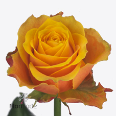 Срезанные цветы оптом Rosa large midnight sun от 40шт из Голландии с доставкой по России