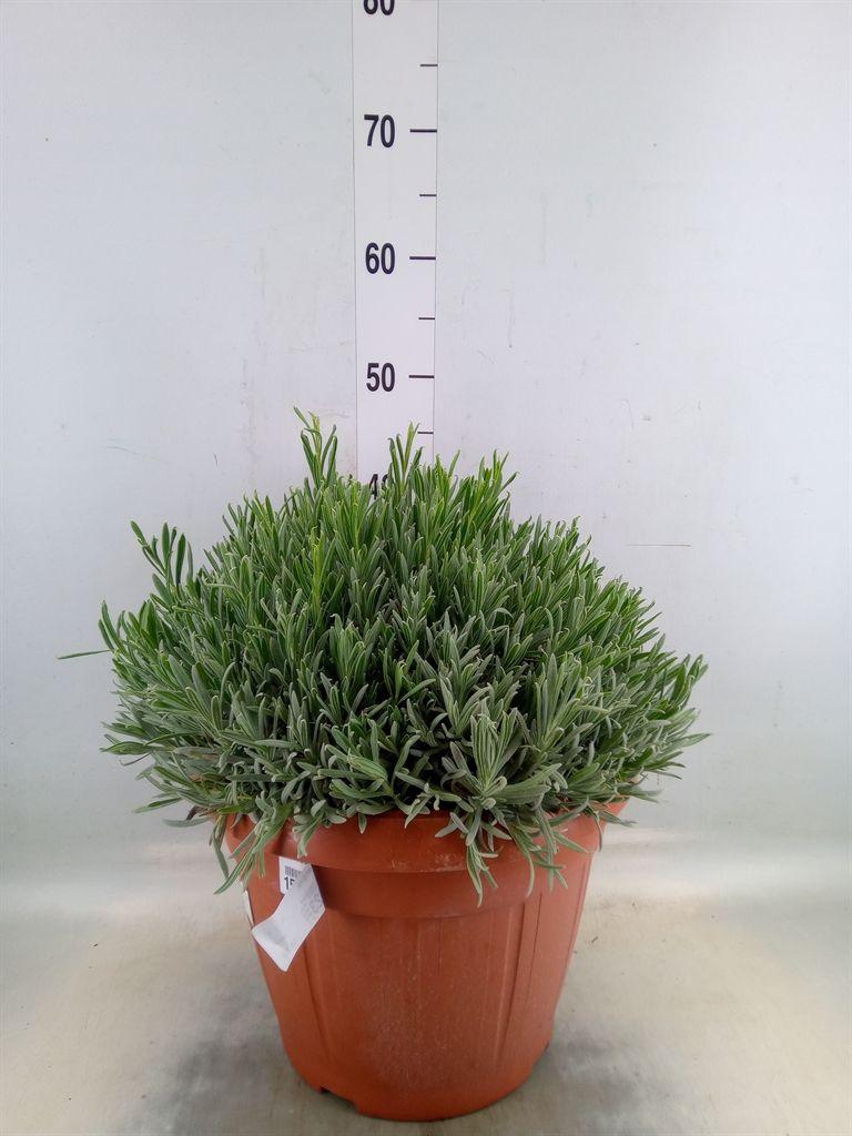 Горшечные цветы и растения оптом Lavandula Angus. от 1шт из Голландии с доставкой по России