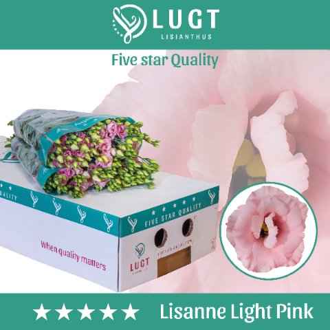 Срезанные цветы оптом Lisianthus do lisanne light pink от 60шт. из Голландии с доставкой по России