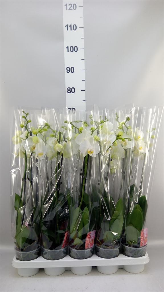 Горшечные цветы и растения оптом Phal 2st White 16+ ( Konst ) от 10шт из Голландии с доставкой по России