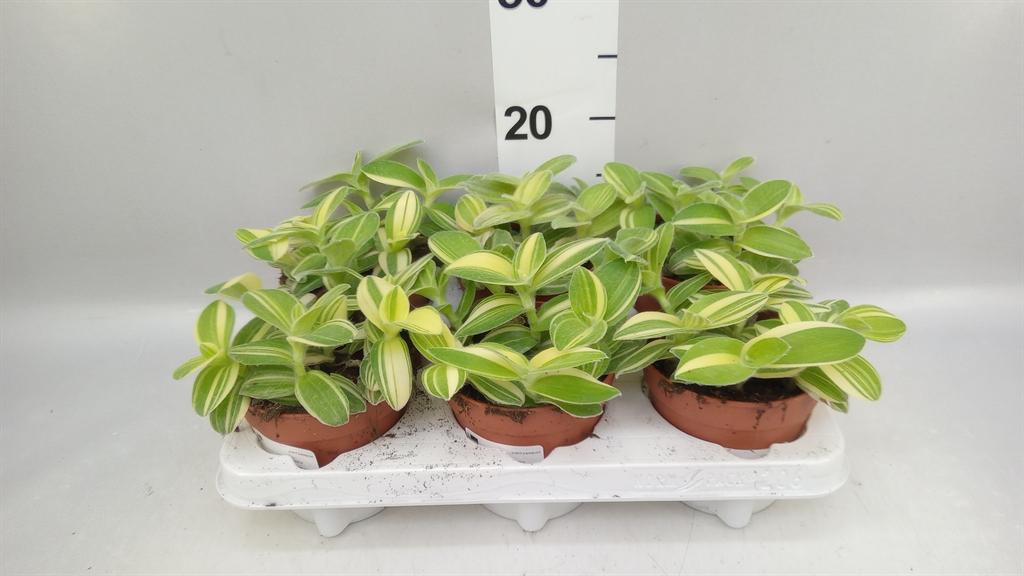 Горшечные цветы и растения оптом Tradescantia ... от 6шт из Голландии с доставкой по России