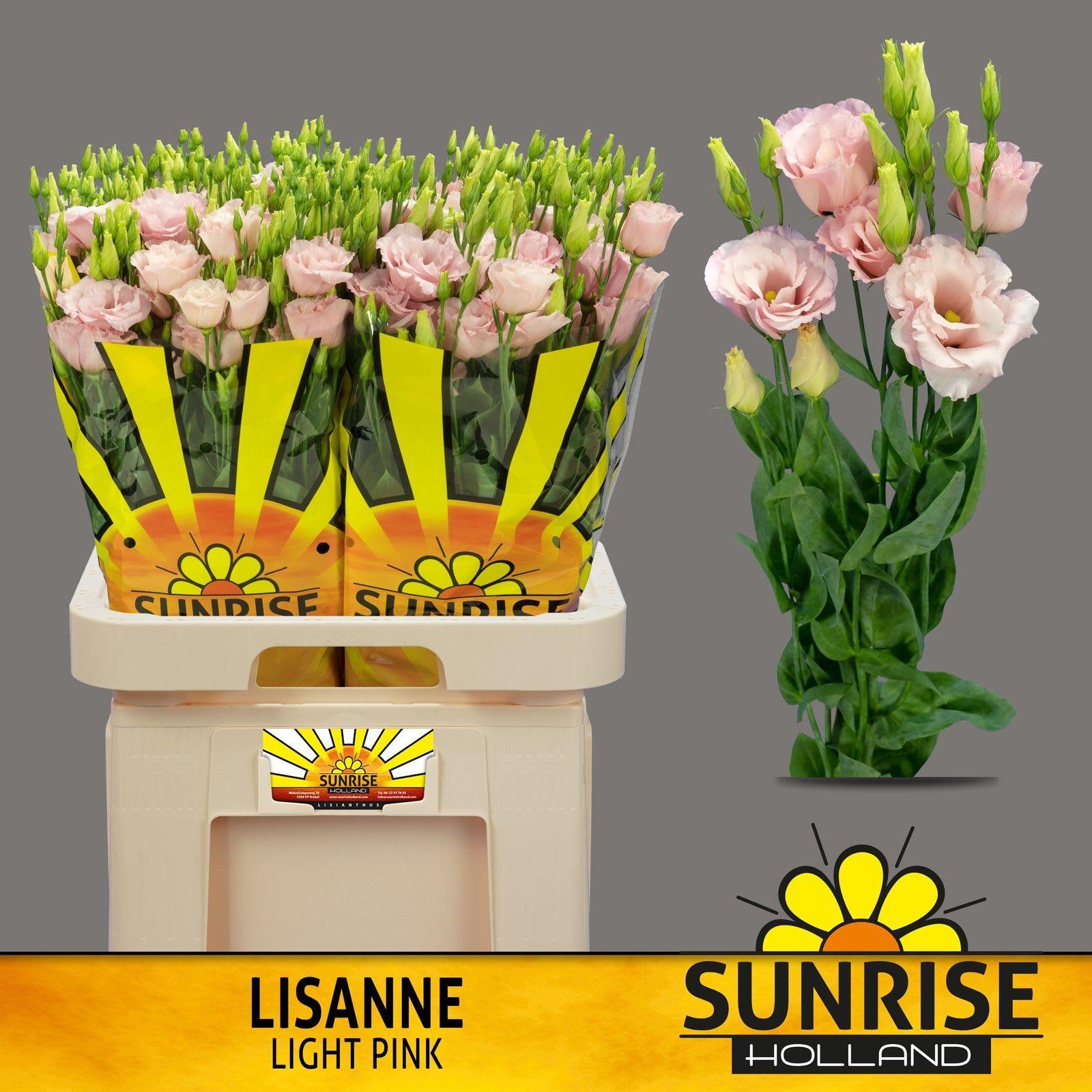 Срезанные цветы оптом Lisianthus do lisanne light pink от 40шт... из Голландии с доставкой по России