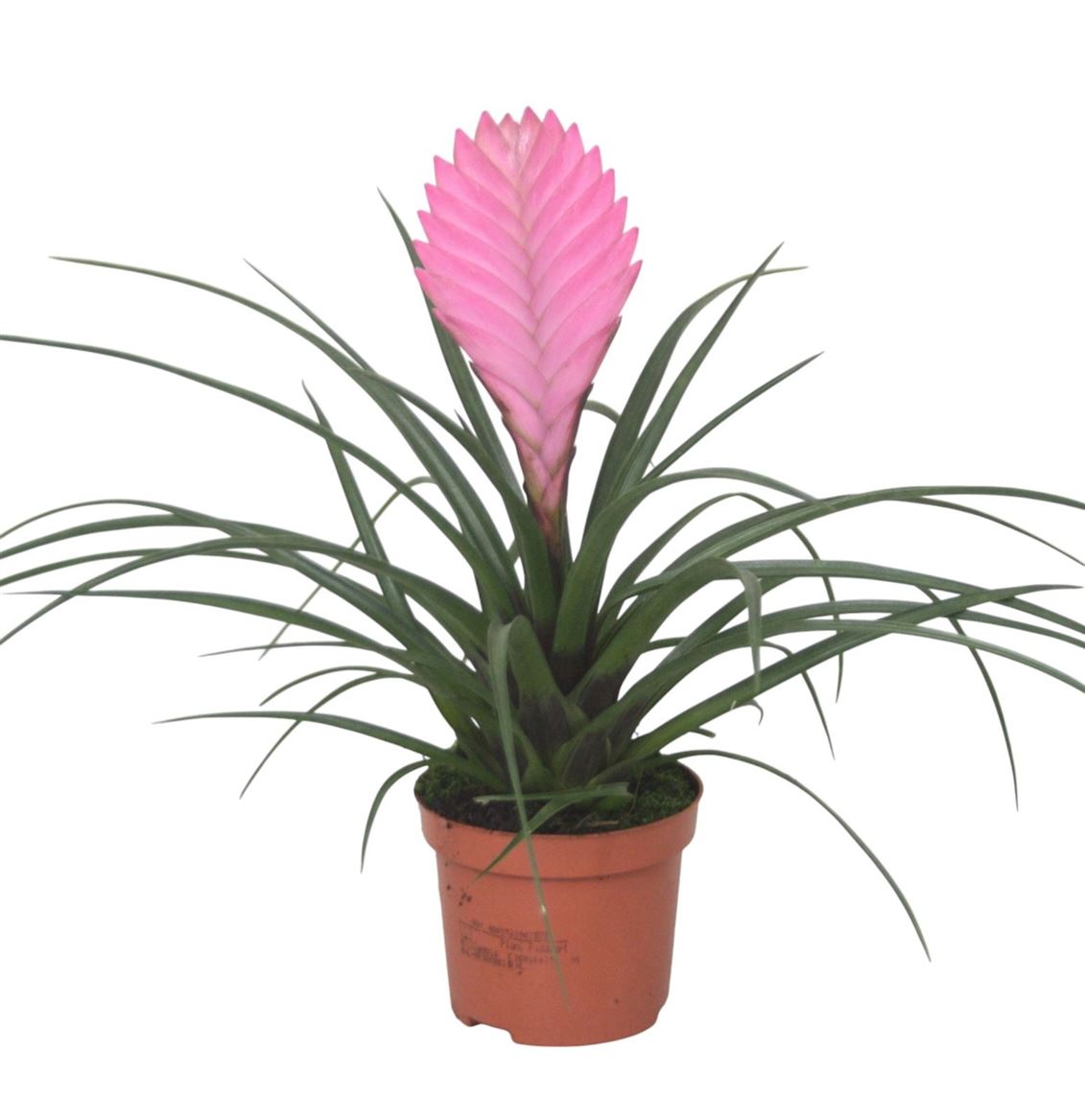 Горшечные цветы и растения оптом Tillandsia Cyanea Anita от 18шт (для телеги) из Голландии с доставкой по России