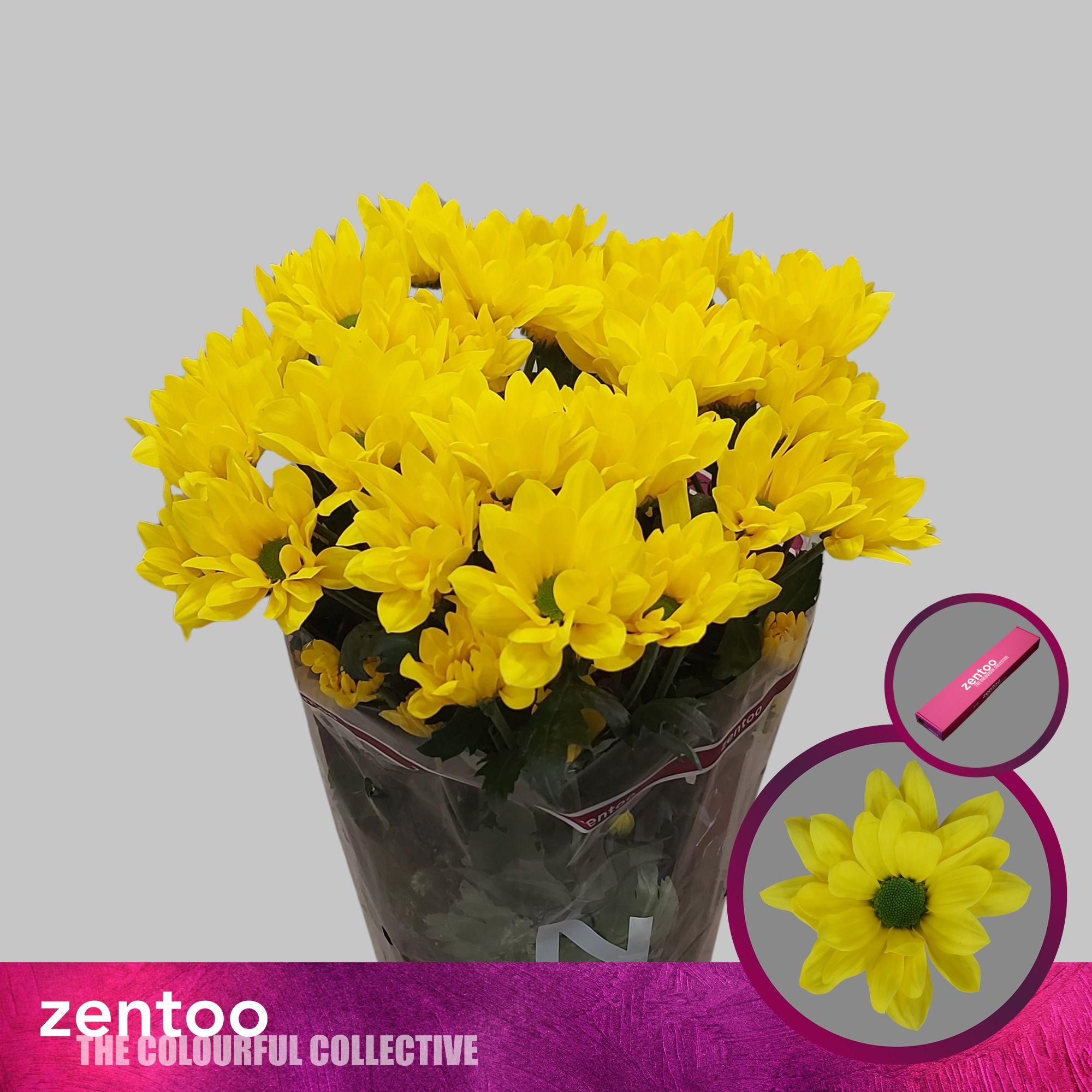 Срезанные цветы оптом Chrys sp felicitas от 20шт из Голландии с доставкой по России