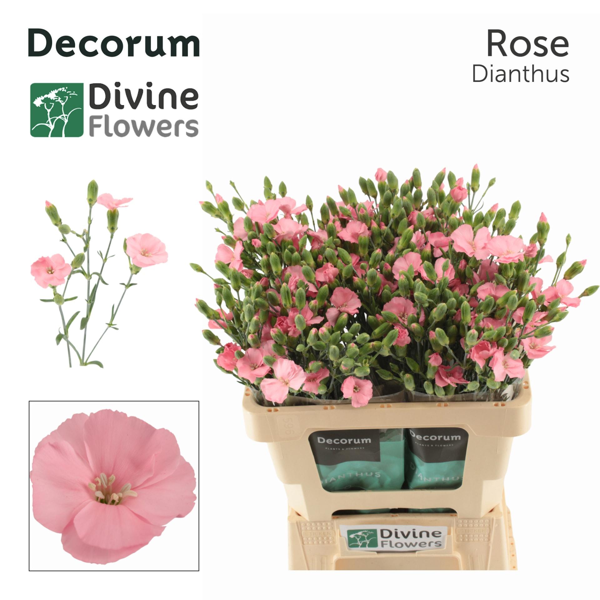 Срезанные цветы оптом Dianthus sp solomio rose от 60шт из Голландии с доставкой по России