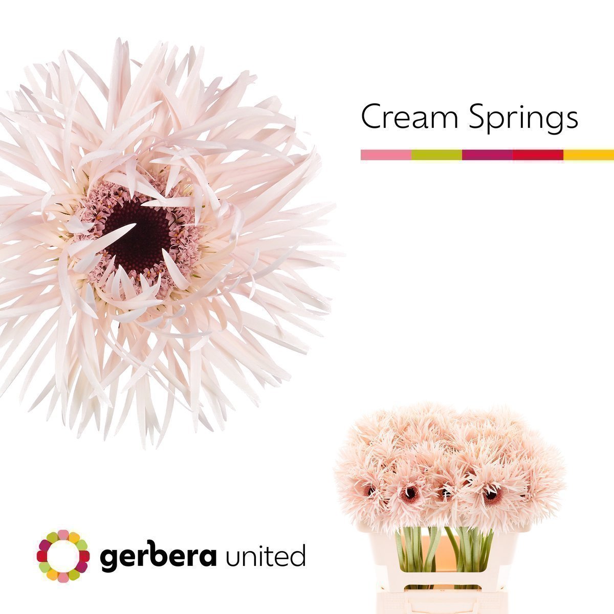 Срезанные цветы оптом Gerbera cream springs A от 50шт из Голландии с доставкой по России