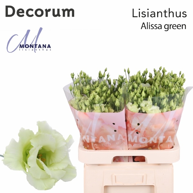 Срезанные цветы оптом Lisianthus do alissa green от 40шт из Голландии с доставкой по России