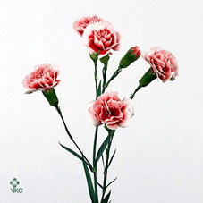 Срезанные цветы оптом Dianthus sp scarlette plus от 100шт из Голландии с доставкой по России