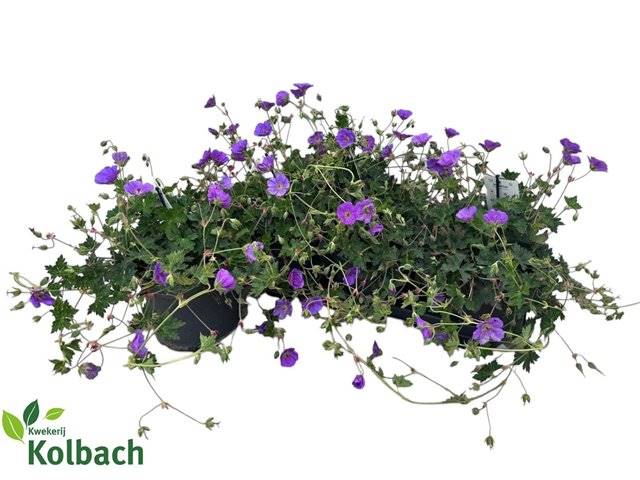 Горшечные цветы и растения оптом Geranium Bloom Me Away от 3шт из Голландии с доставкой по России