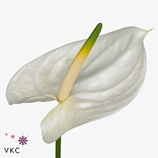 Срезанные цветы оптом Anthurium adina от 12шт из Голландии с доставкой по России