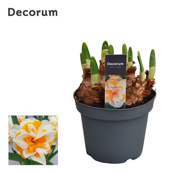 Горшечные цветы и растения оптом Narcissus Peach Swirl (decorum) от 9шт из Голландии с доставкой по России