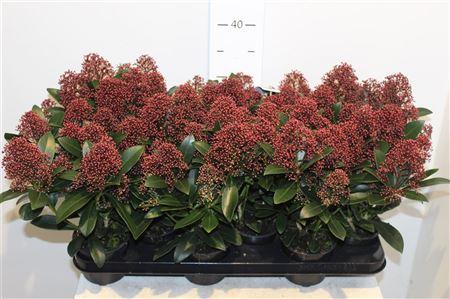 Горшечные цветы и растения оптом Skimmia Japonica Rubella 7-8 от 12шт из Голландии с доставкой по России