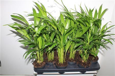 Горшечные цветы и растения оптом Dypsis Lutescens 10pp от 12шт из Голландии с доставкой по России