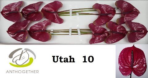 Срезанные цветы оптом Anthurium utah от 10шт. из Голландии с доставкой по России