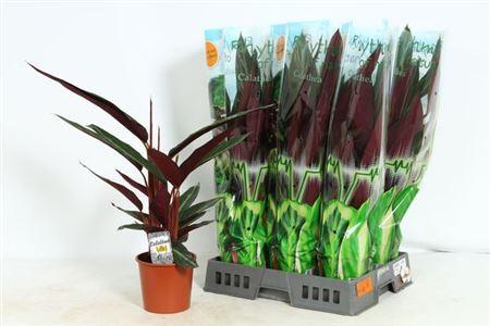 Горшечные цветы и растения оптом Strom Sa Stripestar P17 от 6шт из Голландии с доставкой по России