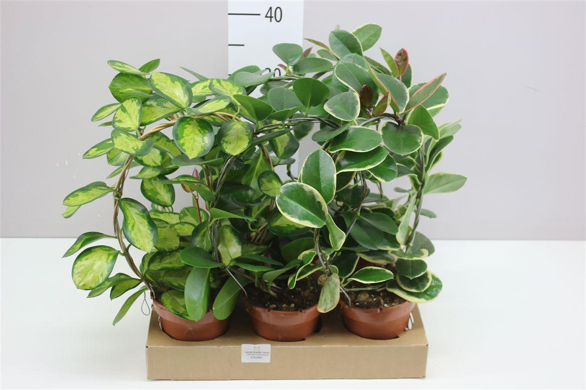 Горшечные цветы и растения оптом Hoya Gemengd Boog от 6шт из Голландии с доставкой по России