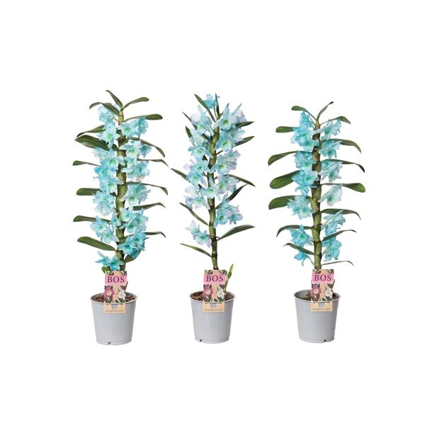 Горшечные цветы и растения оптом Dendr Nob 1st Painted Ocean Blue (injected) от 6шт из Голландии с доставкой по России