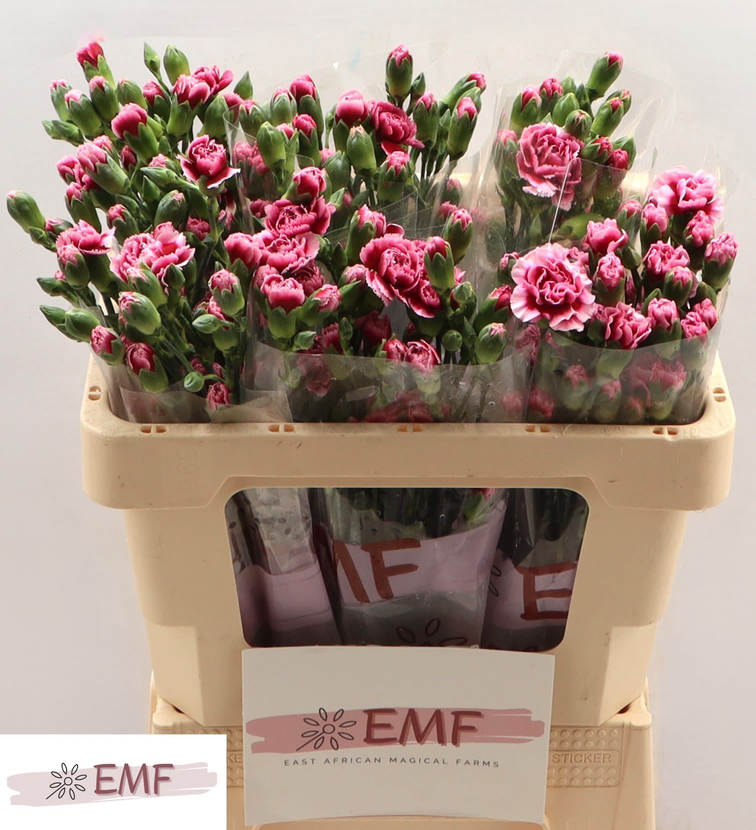 Срезанные цветы оптом Dianthus sp baraura от 60шт из Голландии с доставкой по России