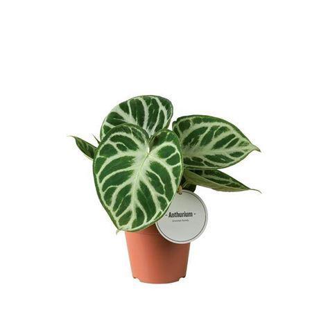 Горшечные цветы и растения оптом Anthurium Silver Blush P12 от 6шт из Голландии с доставкой по России