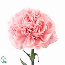 Срезанные цветы оптом Dianthus st pink montezuma от 80шт из Голландии с доставкой по России