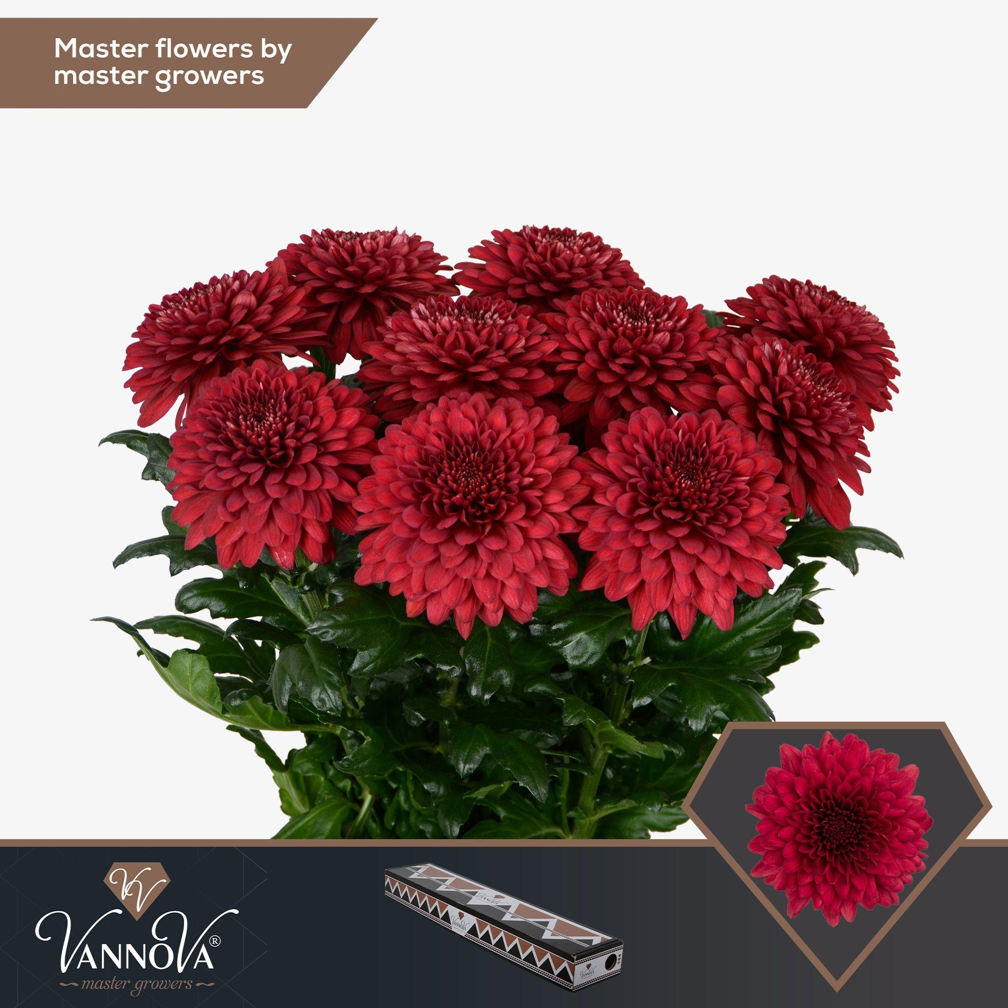 Срезанные цветы оптом Chrys bl lamira red от 60шт.. из Голландии с доставкой по России