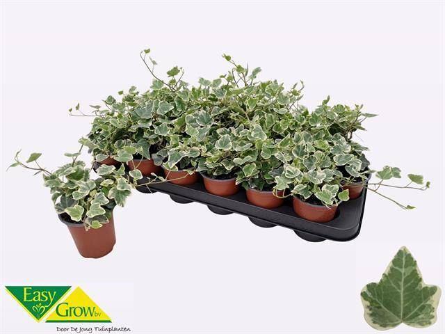 Горшечные цветы и растения оптом Hedera White Wonder от 18шт (для телеги) из Голландии с доставкой по России