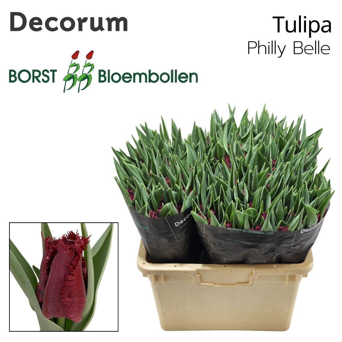 Срезанные цветы оптом Tulipa fr philly belle от 150шт из Голландии с доставкой по России