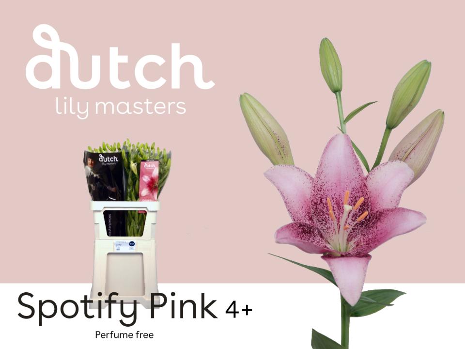 Срезанные цветы оптом Lilium la spotify pink от 60шт из Голландии с доставкой по России