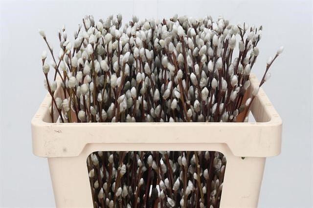 Срезанные цветы оптом Salix snow flake от 200шт из Голландии с доставкой по России