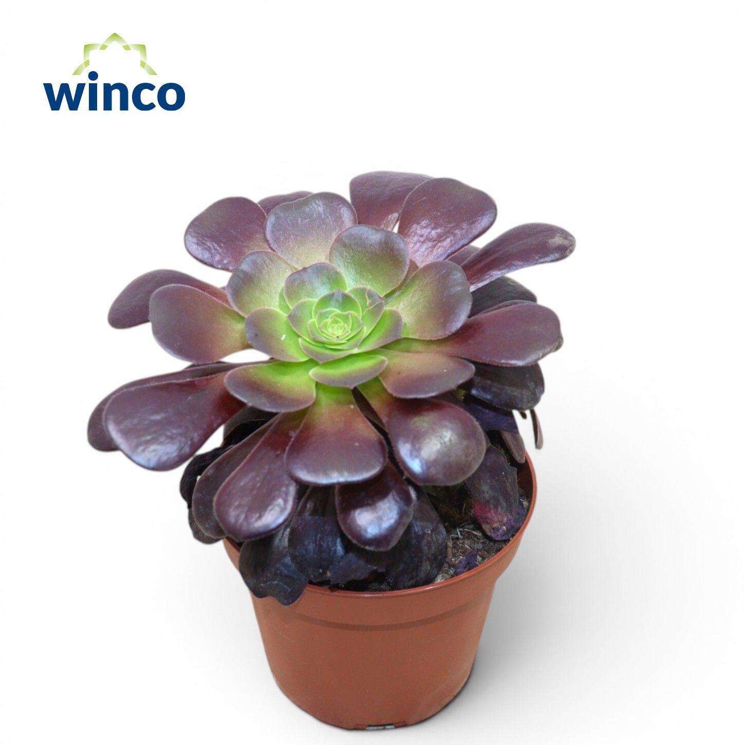 Горшечные цветы и растения оптом Aeonium Ab Velours от 9шт из Голландии с доставкой по России