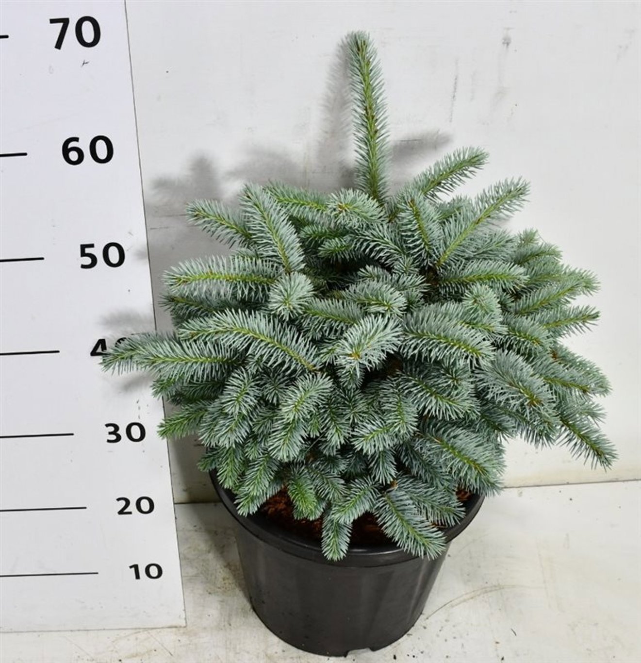 Горшечные цветы и растения оптом Picea Pung Glauca Globosa от 1шт из Голландии с доставкой по России