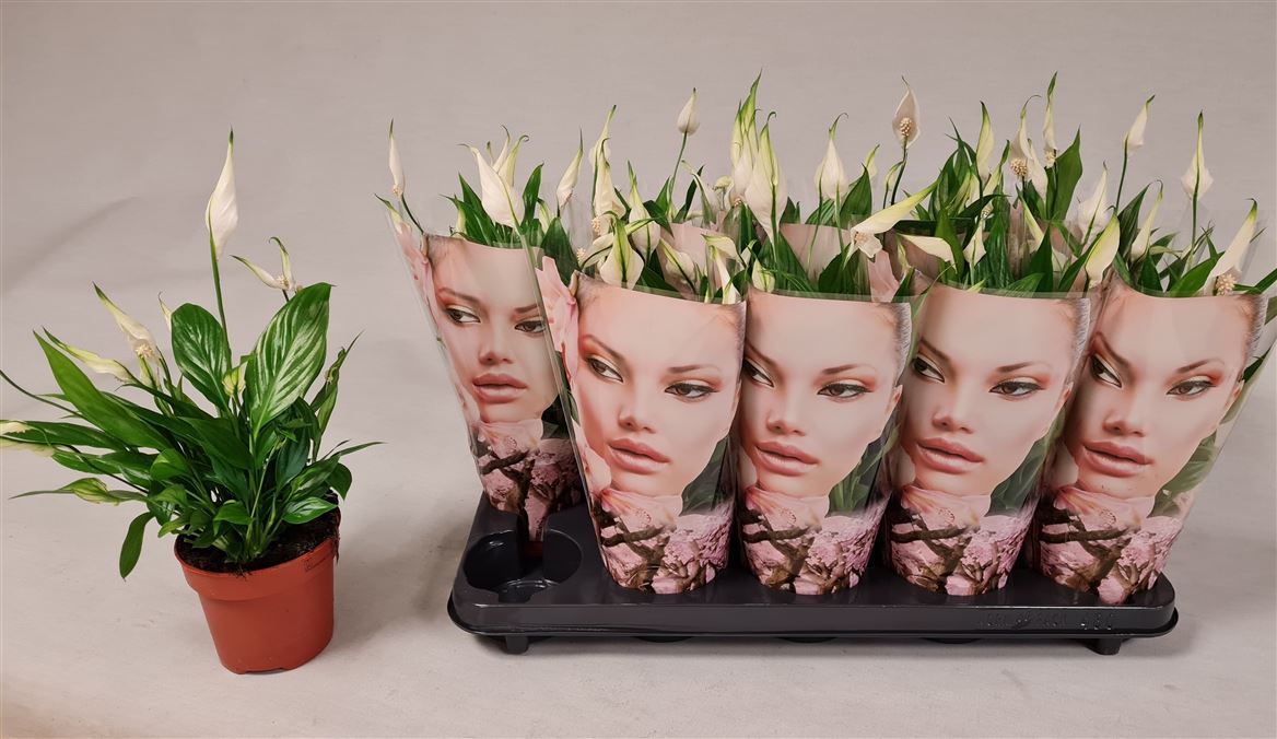 Горшечные цветы и растения оптом Spath Korto 5+ Face Sleeve от 10шт из Голландии с доставкой по России