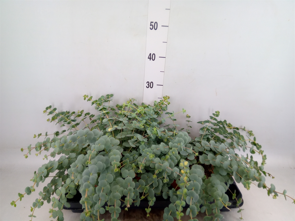 Горшечные цветы и растения оптом Sedum Sieboldii от 2шт из Голландии с доставкой по России