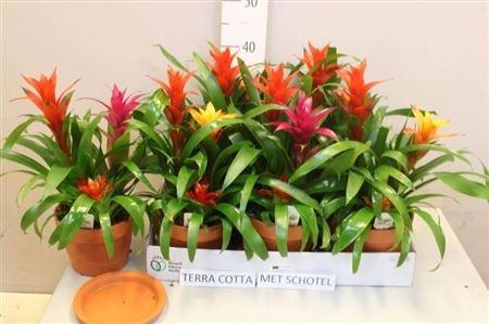 Горшечные цветы и растения оптом Guzm Gem 3 Pp In Terracotta Pot от 5шт из Голландии с доставкой по России