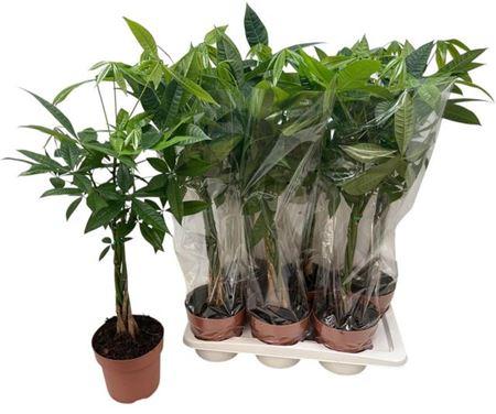 Горшечные цветы и растения оптом Pachira Aquatica 5 Stek от 6шт из Голландии с доставкой по России